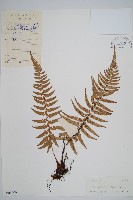 藏品(馬祖耳蕨)的圖片