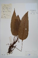 藏品(盾蕨)的圖片