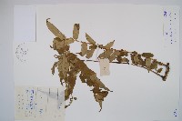 藏品(福建蓮座蕨)的圖片