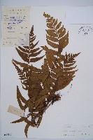 藏品(萊氏鐵角蕨)的圖片