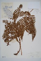 藏品(黑足鱗毛蕨)的圖片