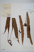 藏品(大星蕨)的圖片