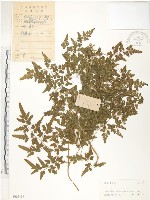 藏品(海金沙)的圖片