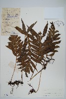 藏品(曲邊線蕨)的圖片