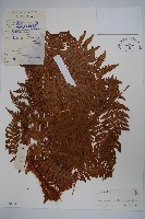 藏品(虹鱗肋毛蕨)的圖片