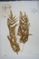 藏品(多羽鳳尾蕨)的圖片