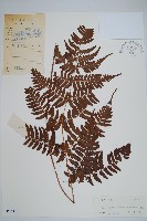 藏品(疏葉鱗毛蕨)的圖片