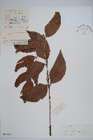 藏品(尖葉貫眾蕨)的圖片