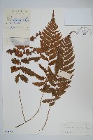藏品(狹基鉤毛蕨)的圖片