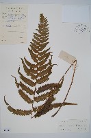 藏品(邊緣鱗蓋蕨)的圖片