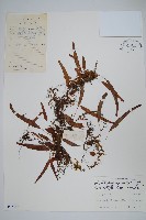 藏品(岡本氏茀蕨)的圖片