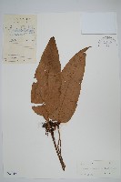 藏品(盾蕨)的圖片