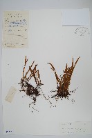 藏品(相異石韋)的圖片