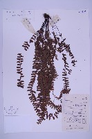 藏品(生芽鐵角蕨)的圖片