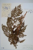 藏品(臺灣兩面複葉耳蕨)的圖片