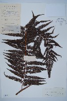 藏品(金狗毛蕨)的圖片