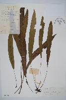 藏品(單葉雙蓋蕨)的圖片