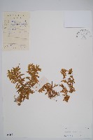 藏品(千層塔)的圖片