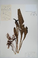 藏品(綠葉線蕨)的圖片