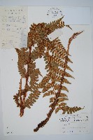 藏品(阿里山耳蕨)的圖片