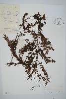 藏品(瓶蕨)的圖片