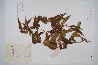 藏品(福建蓮座蕨)的圖片