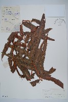 藏品(披針新月蕨)的圖片