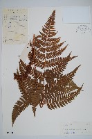 藏品(蓬萊鱗毛蕨)的圖片