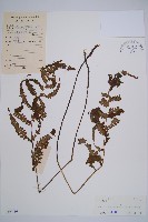 藏品(毛軸假蹄蓋蕨)的圖片