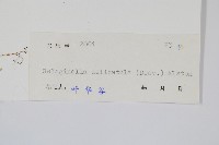 藏品(全緣卷柏)的圖片