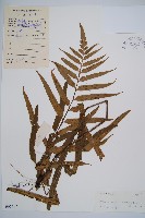 藏品(萊氏鐵角蕨)的圖片