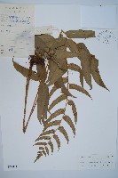 藏品(狹葉貫眾蕨)的圖片