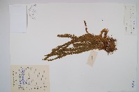 藏品(華南馬尾杉)的圖片