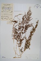 藏品(日本金粉蕨)的圖片