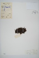 藏品(團扇蕨)的圖片