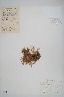 藏品(姬卷柏)的圖片