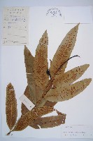 藏品(厚葉雙蓋蕨)的圖片