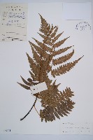 藏品(江南短腸蕨)的圖片