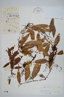 藏品(披針骨牌蕨)的圖片