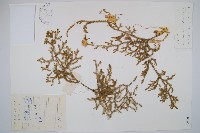 藏品(燈龍草)的圖片