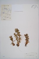 藏品(千層塔)的圖片