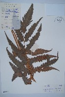 藏品(日本狗脊蕨)的圖片