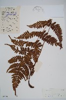 藏品(黑足鱗毛蕨)的圖片