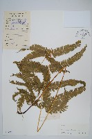 藏品(平羽鳳尾蕨)的圖片