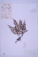 藏品(斜葉鐵角蕨)的圖片