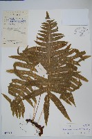 藏品(友水龍骨)的圖片