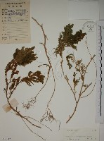 藏品(生根卷柏)的圖片