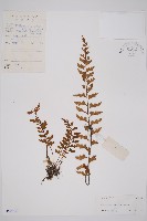 藏品(胎生鐵角蕨)的圖片