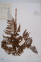 藏品(禾稈亮毛蕨)的圖片