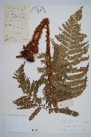 藏品(長鱗耳蕨)的圖片